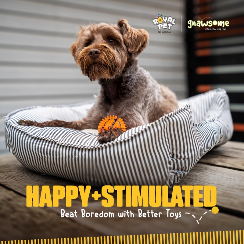 Gnawsome Dog Toys - 2.5-Inch Spiky Squeaker Basketball - Small - Dental & Gum Wellness - Stimulating Fun - Hidden Squeaker - Durable for Heavy Chewers - 100% BPA-Free - Assorted Colors - Image 5
